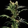 семена конопли курьером Arjan's Strawberry Haze feminised Green House Seeds семена конопли курьером Arjan's Strawberry Haze feminised Green House Seeds