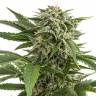 купить семена конопли Auto Bubba Kush feminised Dinafem Seeds купить семена конопли Auto Bubba Kush feminised Dinafem Seeds