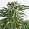 семена конопли Россия Auto Bubba Kush feminised Dinafem Seeds семена конопли Россия Auto Bubba Kush feminised Dinafem Seeds