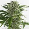 заказ семян конопли Спб Auto Bubba Kush feminised Dinafem Seeds заказ семян конопли Спб Auto Bubba Kush feminised Dinafem Seeds