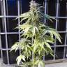 заказ семян конопли Москва Auto Bubba Kush feminised Dinafem Seeds заказ семян конопли Москва Auto Bubba Kush feminised Dinafem Seeds