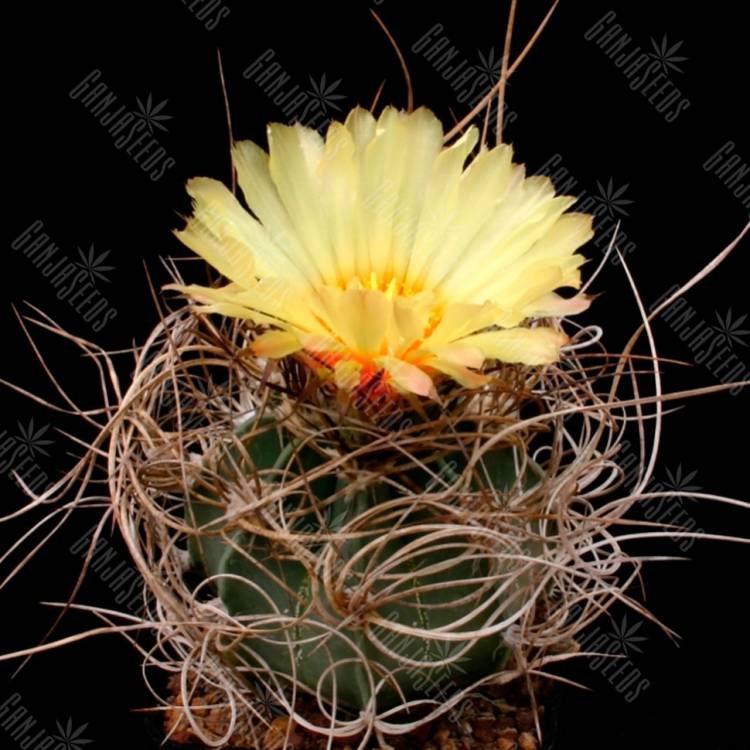 Семена кактуса Astrophytum senile var. ferox