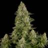 Auto Elektra feminised GanjaVIP Seeds Auto Elektra feminised GanjaVIP Seeds