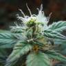 Auto Elektra feminised GanjaVIP Seeds Auto Elektra feminised GanjaVIP Seeds