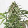 Auto Elektra feminised GanjaVIP Seeds Auto Elektra feminised GanjaVIP Seeds