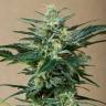 Auto Roadrunner feminised Dinafem Seeds Auto Roadrunner feminised Dinafem Seeds