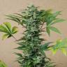 Auto Roadrunner feminised Dinafem Seeds Auto Roadrunner feminised Dinafem Seeds
