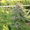 семена конопли Спб Hollands Hope regular Ganja Seeds семена конопли Спб Hollands Hope regular Ganja Seeds