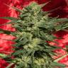 семена конопли феминизированные Auto White Russian XXL feminised семена конопли феминизированные Auto White Russian XXL feminised