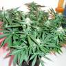 Auto Kronos feminised GanjaVIP Seeds