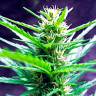 Auto Kronos feminised GanjaVIP Seeds Auto Kronos feminised GanjaVIP Seeds