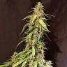 автоцветущие семена конопли Auto CBD New York Diesel feminised автоцветущие семена конопли Auto CBD New York Diesel feminised