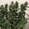 семена конопли сорта сатива Jack regular Ganja Seeds семена конопли сорта сатива Jack regular Ganja Seeds