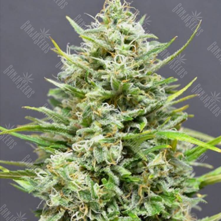 купить семена конопли Auto Snow Star regular