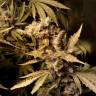 семена конопли в России Original White Widow feminised Paradise Seeds семена конопли в России Original White Widow feminised Paradise Seeds