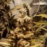 семена конопли Спб Original White Widow feminised Paradise Seeds семена конопли Спб Original White Widow feminised Paradise Seeds