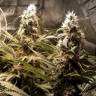 семена конопли Москва Original White Widow feminised Paradise Seeds семена конопли Москва Original White Widow feminised Paradise Seeds