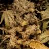 семена конопли для посадки купить Original White Widow feminised Paradise Seeds семена конопли для посадки купить Original White Widow feminised Paradise Seeds