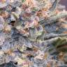 Gorilla Girl feminised Ganja Seeds Gorilla Girl feminised Ganja Seeds