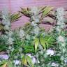 семена конопли скороспелый купить Auto CBD Northern Lights feminised Ganja Seeds семена конопли скороспелый купить Auto CBD Northern Lights feminised Ganja Seeds