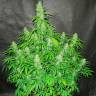 семена конопли марихуаны Auto CBD Northern Lights feminised семена конопли марихуаны Auto CBD Northern Lights feminised