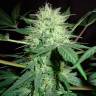 семена конопли медицинской Auto CBD Northern Lights feminised семена конопли медицинской Auto CBD Northern Lights feminised