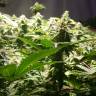 семена конопли индика Jamaica Blueberry regular Ganja Seeds семена конопли индика Jamaica Blueberry regular Ganja Seeds