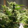 семена конопли курьером Jamaica Blueberry regular Ganja Seeds семена конопли курьером Jamaica Blueberry regular Ganja Seeds