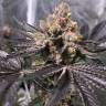 семена конопли f1 в оригинальной упаковке Sapphire Scout feminised Humboldt Seeds