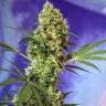 Auto Big Devil #2 feminised Ganja Seeds Auto Big Devil #2 feminised Ganja Seeds