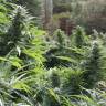 семена конопли Auto The Ultimate CBD feminised семена конопли Auto The Ultimate CBD feminised