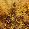 семена конопли в оригинальных упаковках Auto The Ultimate CBD feminised семена конопли в оригинальных упаковках Auto The Ultimate CBD feminised