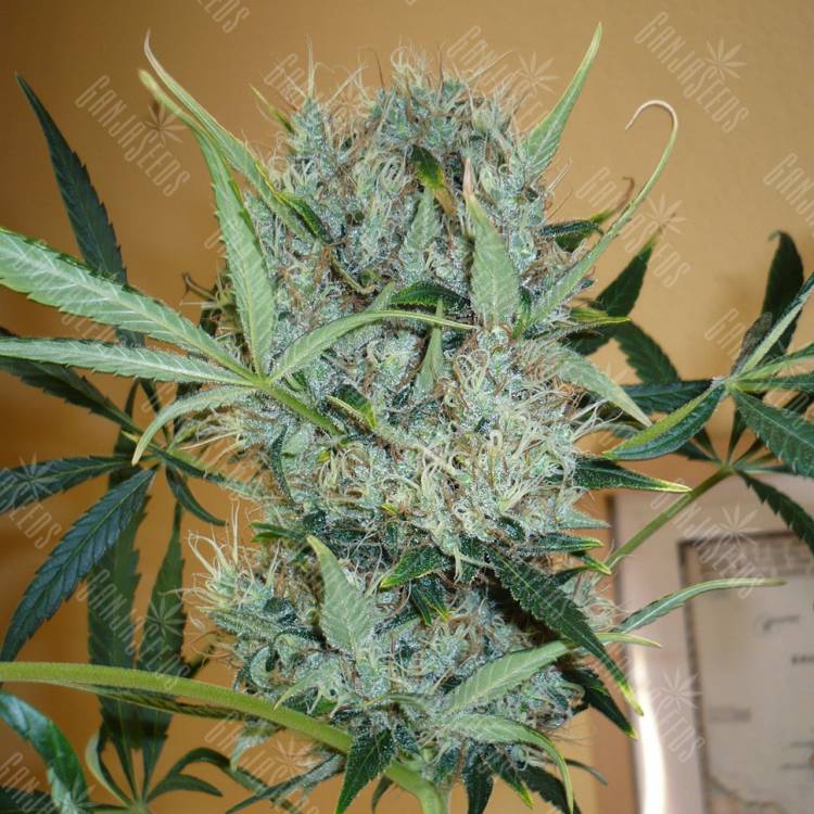 семена конопли f1 в оригинальной упаковке Kali Mist regular Ganja Seeds