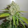 семена конопли медицинской Blackberry feminised Nirvana Seeds