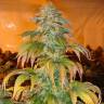 семена конопли аутдор Spoetnik#1 feminised Paradise Seeds семена конопли аутдор Spoetnik#1 feminised Paradise Seeds