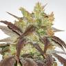 семена конопли марихуаны Spoetnik#1 feminised Paradise Seeds семена конопли марихуаны Spoetnik#1 feminised Paradise Seeds