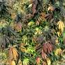 семена конопли в интернете Spoetnik#1 feminised Paradise Seeds семена конопли в интернете Spoetnik#1 feminised Paradise Seeds