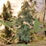 семена конопли в оригинальных упаковках Honey Cream (Fast Flowering) feminised Royal Queen семена конопли в оригинальных упаковках Honey Cream (Fast Flowering) feminised Royal Queen