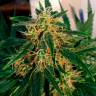 Семена марихуаны Auto Think Big feminised Ganja Seeds Семена марихуаны Auto Think Big feminised Ganja Seeds