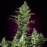 Auto Think Big feminised Ganja Seeds Auto Think Big feminised Ganja Seeds