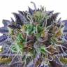 Auto Psylocke feminised GanjaVIP Seeds