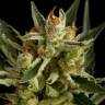 заказ семян конопли Москва Auto Original Amnesia feminised Dinafem Seeds заказ семян конопли Москва Auto Original Amnesia feminised Dinafem Seeds