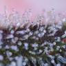 заказ семян конопли Спб Auto Original Amnesia feminised Dinafem Seeds заказ семян конопли Спб Auto Original Amnesia feminised Dinafem Seeds