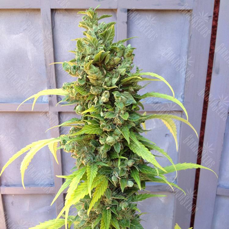 семена конопли в России Auto Adonis feminised Bang Seeds