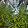 семена конопли элитных сортов La Blanca regular Ganja Seeds семена конопли элитных сортов La Blanca regular Ganja Seeds