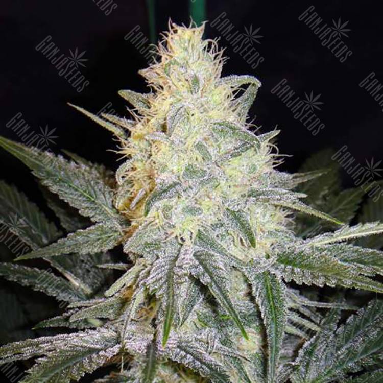 семена конопли дешево Eldorado feminised Nirvana Seeds