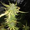 заказ семян конопли Speedy Chile (Fast Flowering) feminised Royal Queen заказ семян конопли Speedy Chile (Fast Flowering) feminised Royal Queen