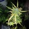 семена конопли наложенным платежом Speedy Chile (Fast Flowering) feminised Royal Queen семена конопли наложенным платежом Speedy Chile (Fast Flowering) feminised Royal Queen