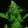 семена конопли с доставкой Auto Critical feminised семена конопли с доставкой Auto Critical feminised