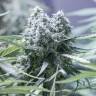 семена конопли в фирменной упаковке Auto Critical feminised семена конопли в фирменной упаковке Auto Critical feminised